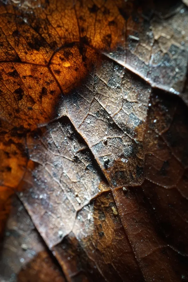 Amber Veins